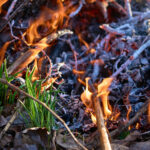 Les petits incendies de forêt empêchent les grands incendies