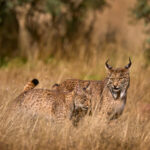 25% des lynx ibériques perdent la vie suite à des écrasements