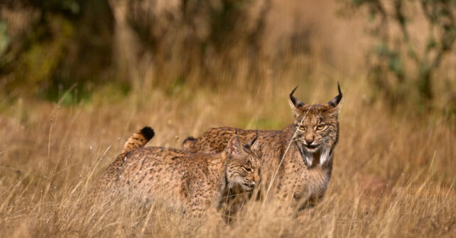 Linces ibéricos atropellados