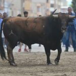 'Bous al Carrer', un mineur encorné à Vilamarxant (Valence)