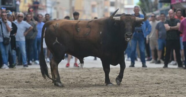 Bous Carrer menor corneado Vilamarxant Valencia