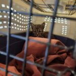 Surprise au refuge : l’arrivée inattendue d’un chaton