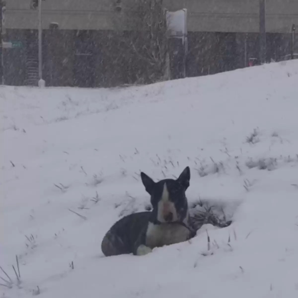 Chien abandonné retrouvé 1