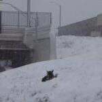 Chien abandonné retrouvé dans un banc de neige en attente d’être sauvé