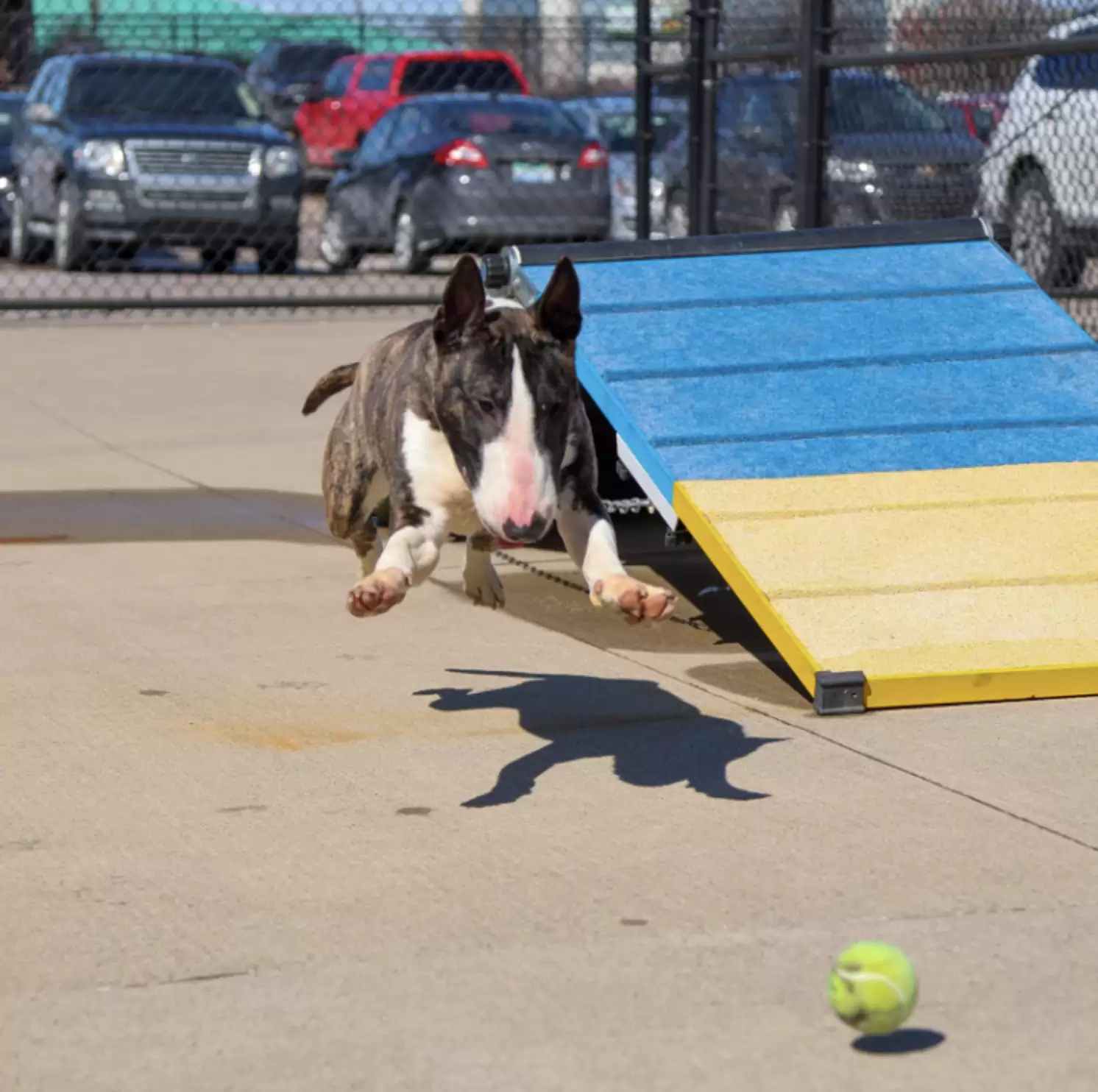 Chien abandonné enfin retrouvé