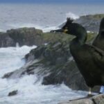 Comment les cormorans se comportent face au changement climatique