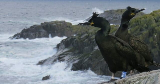 Cormoranes moñudos cambio climático adaptación