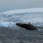 Davantage de voix contre l'extradition du militant défenseur des baleines