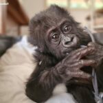 Jane Goodall Institute : un autre bébé gorille sauvé du trafic illégal