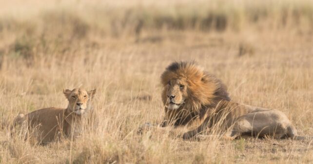 Día Mundial del León 2024: ¿el fin del rey de la selva?