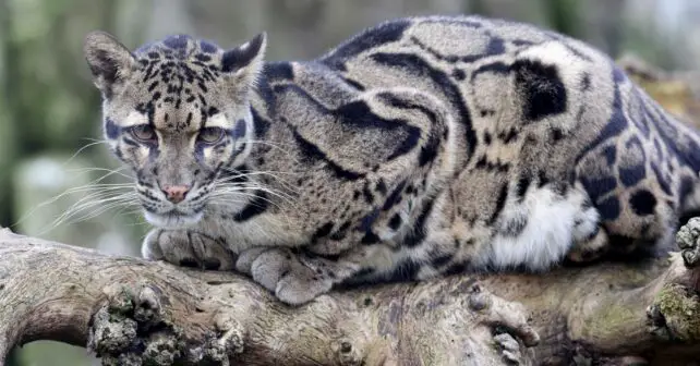 Día Internacional del Leopardo Nublado 2024 vulnerable