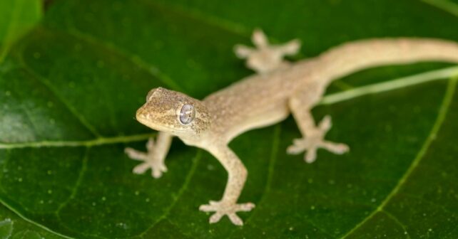 Día Internacional del Lagarto 2024 calentamiento global