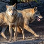 Journée internationale du loup 2024 : à nouveau en danger ?