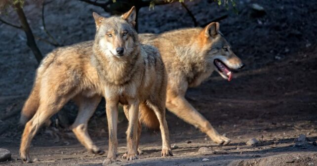 Día Internacional del Lobo 2024 peligro