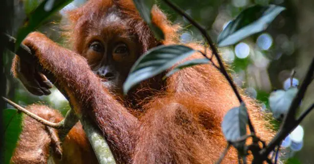 Día Mundial del Orangután 2024 conocerlo protegerlo