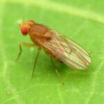 La mouche des fruits est insensible au danger lorsqu'elle fait la cour et cherche à s'accoupler