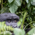 La protection des grands singes en Afrique : un combat urgent et noble