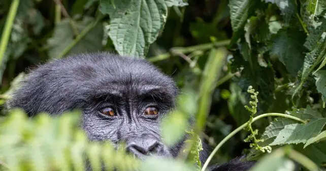 La protection des grands singes en Afrique : un combat urgent et noble