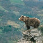 Le radiomarquage des ours et des loups, pour quoi faire ?