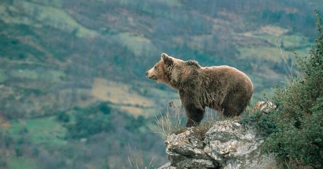 Radiomarcajes osos lobos Castilla y León