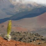 Les Asteraceae montrent comment les plantes à fleurs évoluent sur des îles isolées