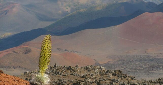 Asteráceas plantas flores islas remotas Galapagos