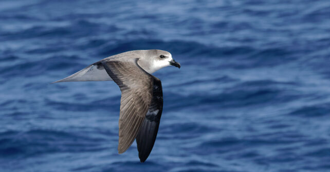 Incendios forestales Madeira petrel freira