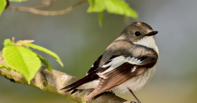 Papamoscas plumaje salud pájaro