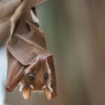 Myotis alcathoe, une nouvelle chauve-souris en voie d'extinction