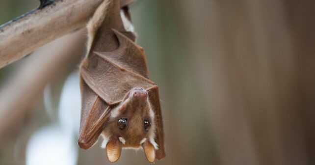 Myotis alcathoe murciélago extinción