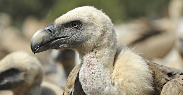 Aves carroñeras intoxicaciones fármacos veterinarios IREC