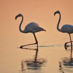 Progrès dans la réduction de la pression de l’eau sur l’espace naturel de Doñana