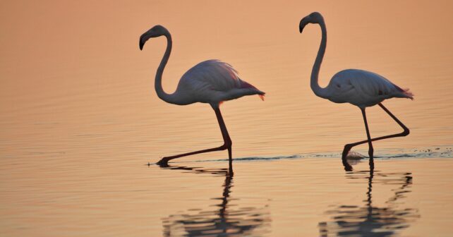 Presión hídrica Doñana MITECO