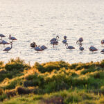 Réserve ornithologique de Riet Vell, voyez-la en direct avec 'seo.org/camaras'