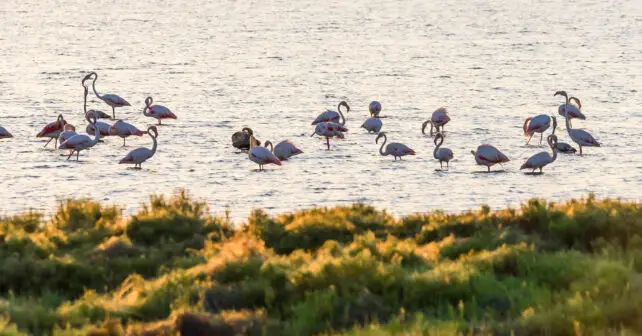 Reserva Ornitológica Riet Vell directo camaras internet