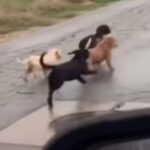 Une bande de chiots perdus cherche de l’aide sur la route