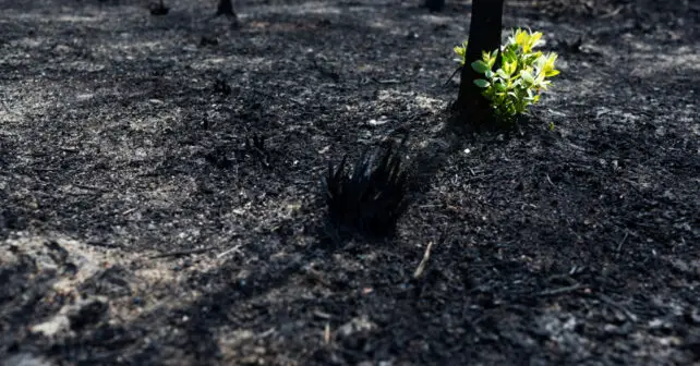 42.300 hectáreas incendios forestales MITECO