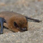 ANSE : conservation des chauves-souris forestières à Albacete