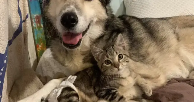 Amitié entre chat et chien