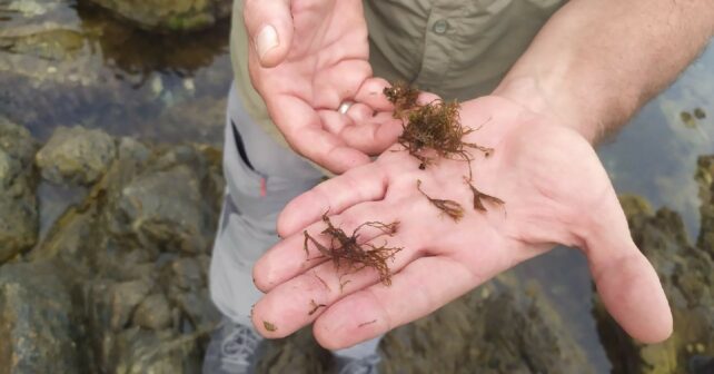 Ceuta alga invasora Rugulopteryx okamurae