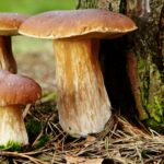 Champignons : pourquoi sont-ils essentiels à la vie sur Terre ?