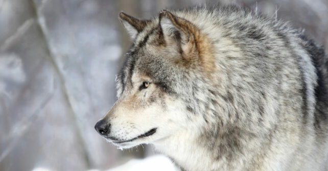 Europa protección lobo