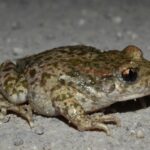 Comment l'espèce envahissante du crapaud accoucheur est arrivée à Madrid