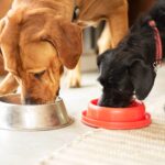 Conseils pour une alimentation saine et équilibrée chez les chiens