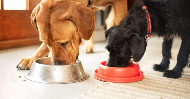 Conseils pour une alimentation saine et équilibrée chez les chiens