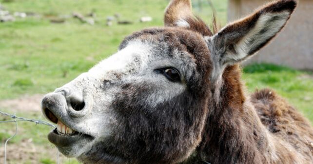 burros de boñar