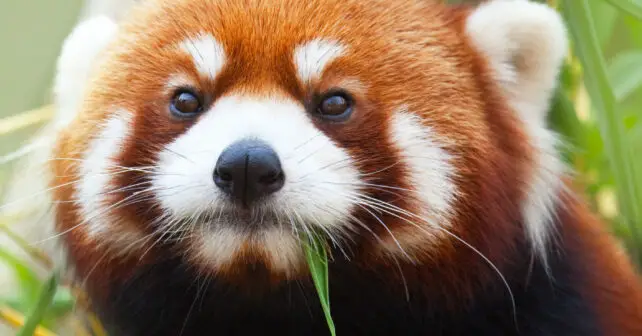 Pandas rojos Zoo Barcelona