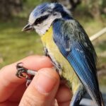 Effets environnementaux qui aggravent la santé des poussins de mésange bleue