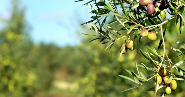 II Concurso AEMO a la Mejor Gestión Ambiental de Olivar y Almazara en España