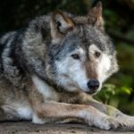 Il n'est pas « acceptable » que la protection des loups soit réduite en Europe